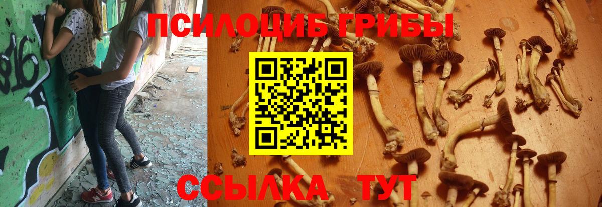 Псилоцибиновые грибы мицелий Москва